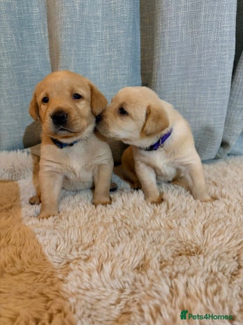 Labrador Retriever dogs - Advert 7