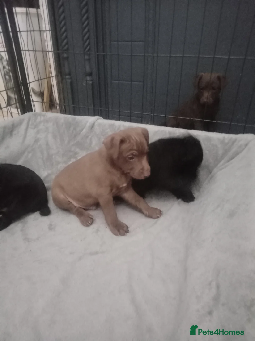 Patterdale Terrier dogs for sale: PATTERDALE PUPS FOR SALE READDY NOW  in Birkenhead - Advert 28
