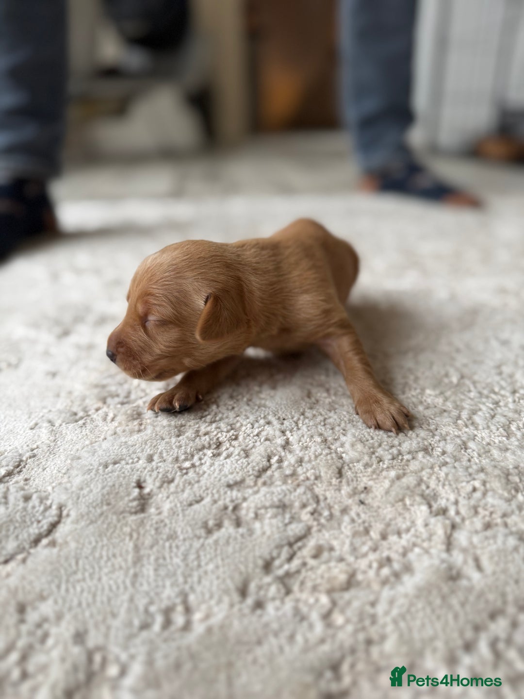 Labrador Retriever dogs for sale: Fox Red Labradors - Image 12