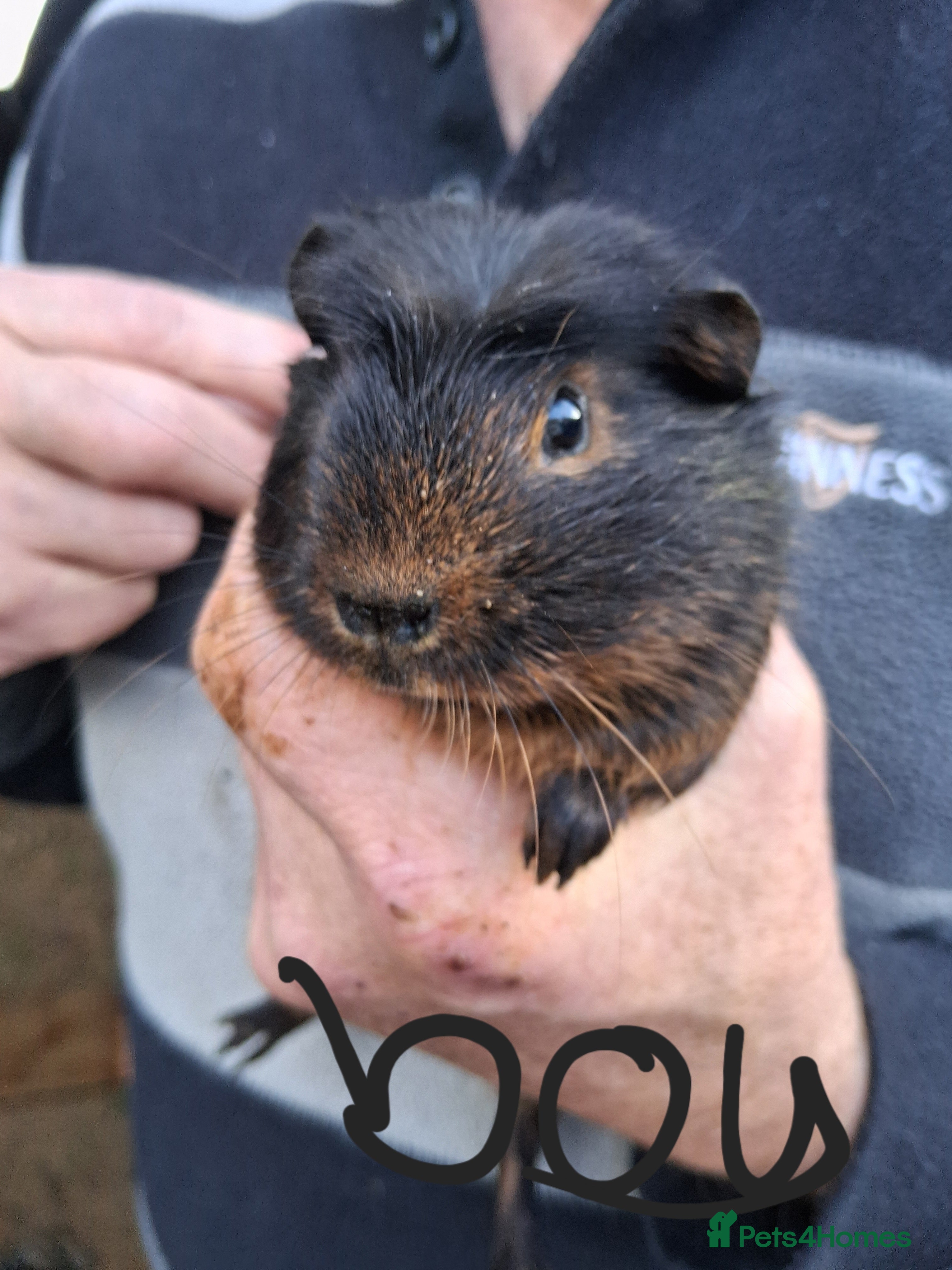 Guinea Pig rodents 11 baby guinea pigs for sale - Advert 17