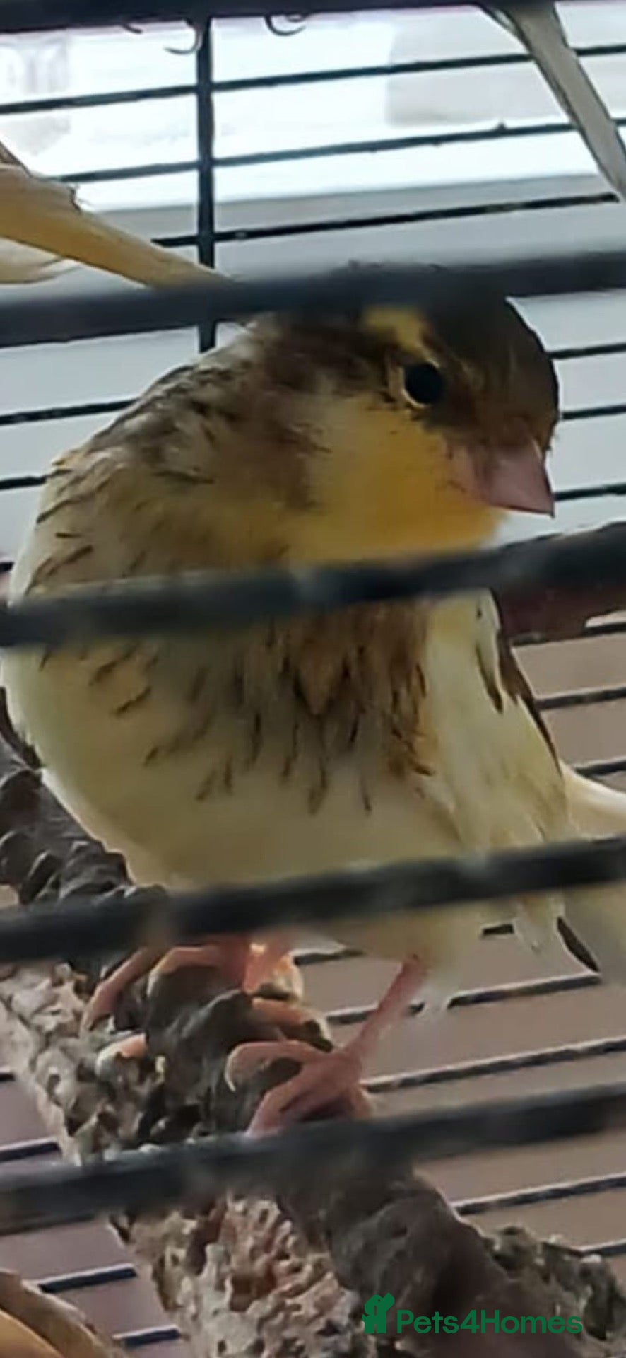 Canaries birds Canaries for adoption  - Advert 2
