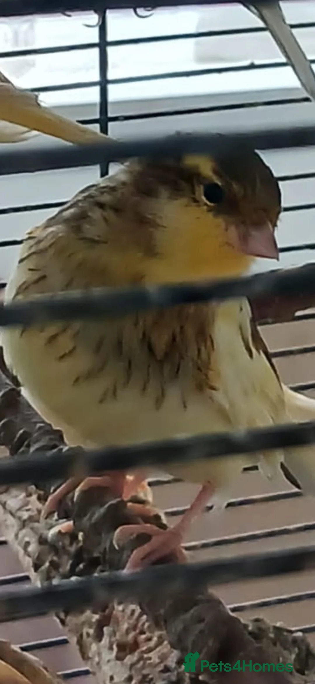 Canaries birds for sale: Canaries for adoption  in Croydon - Advert 1