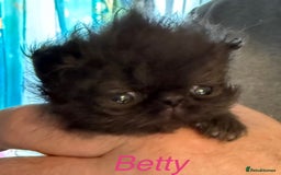 Persian cats for sale: REDUCED Champion Line Black Persians.  - Image 11