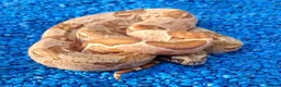 Boa Snake reptiles for sale: Baby Hypo Boa constrictor's  - Advert 8