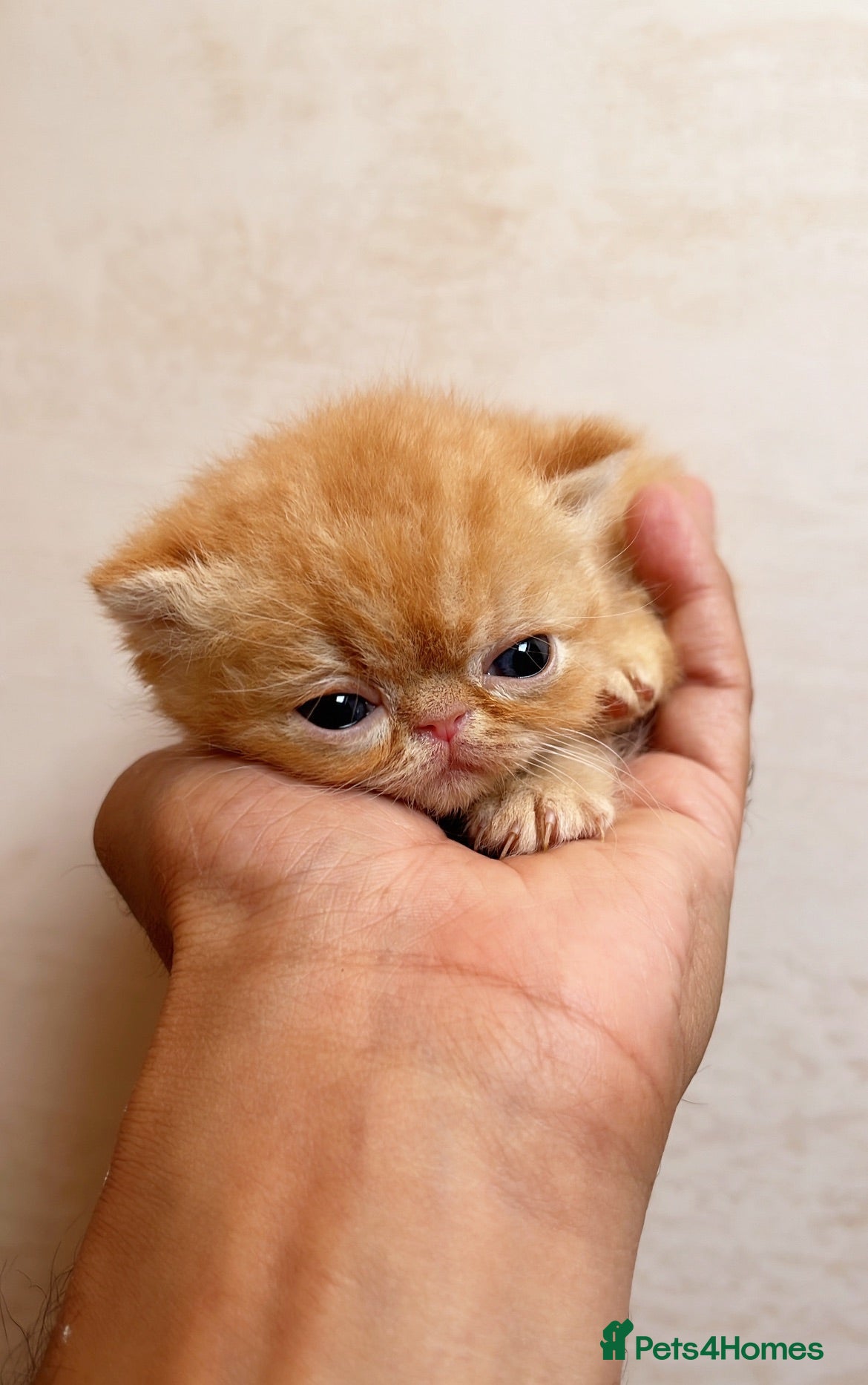 Exotic cats Show Quality Exotic kittens (TICA) - Advert 13