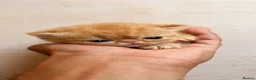 Exotic cats for sale: Show Quality Exotic kittens (TICA) - Advert 1