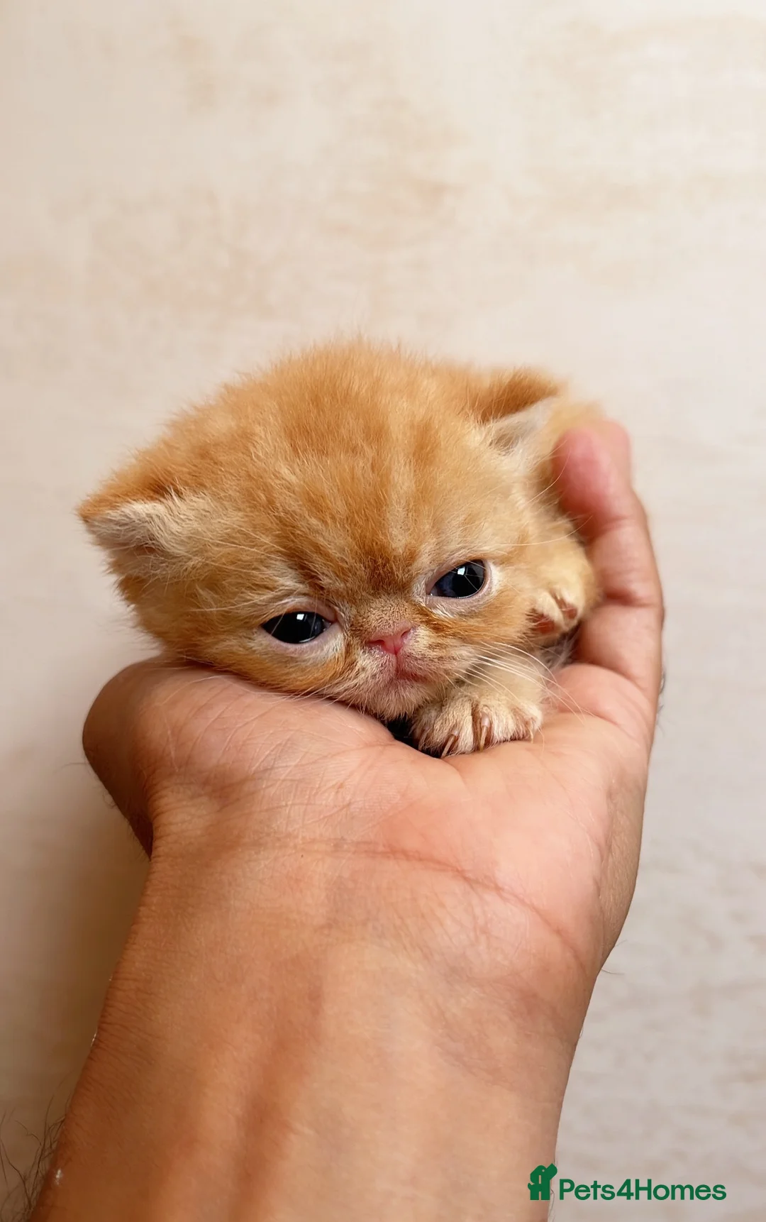 Exotic cats for sale: Show Quality Exotic kittens (TICA) - Advert 1