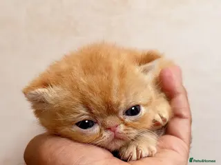 Exotic cats Show Quality Exotic kittens (TICA) - Advert 4