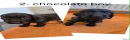 Cocker Spaniel dogs for sale: Beautiful cocker spaniel puppys - Advert 7