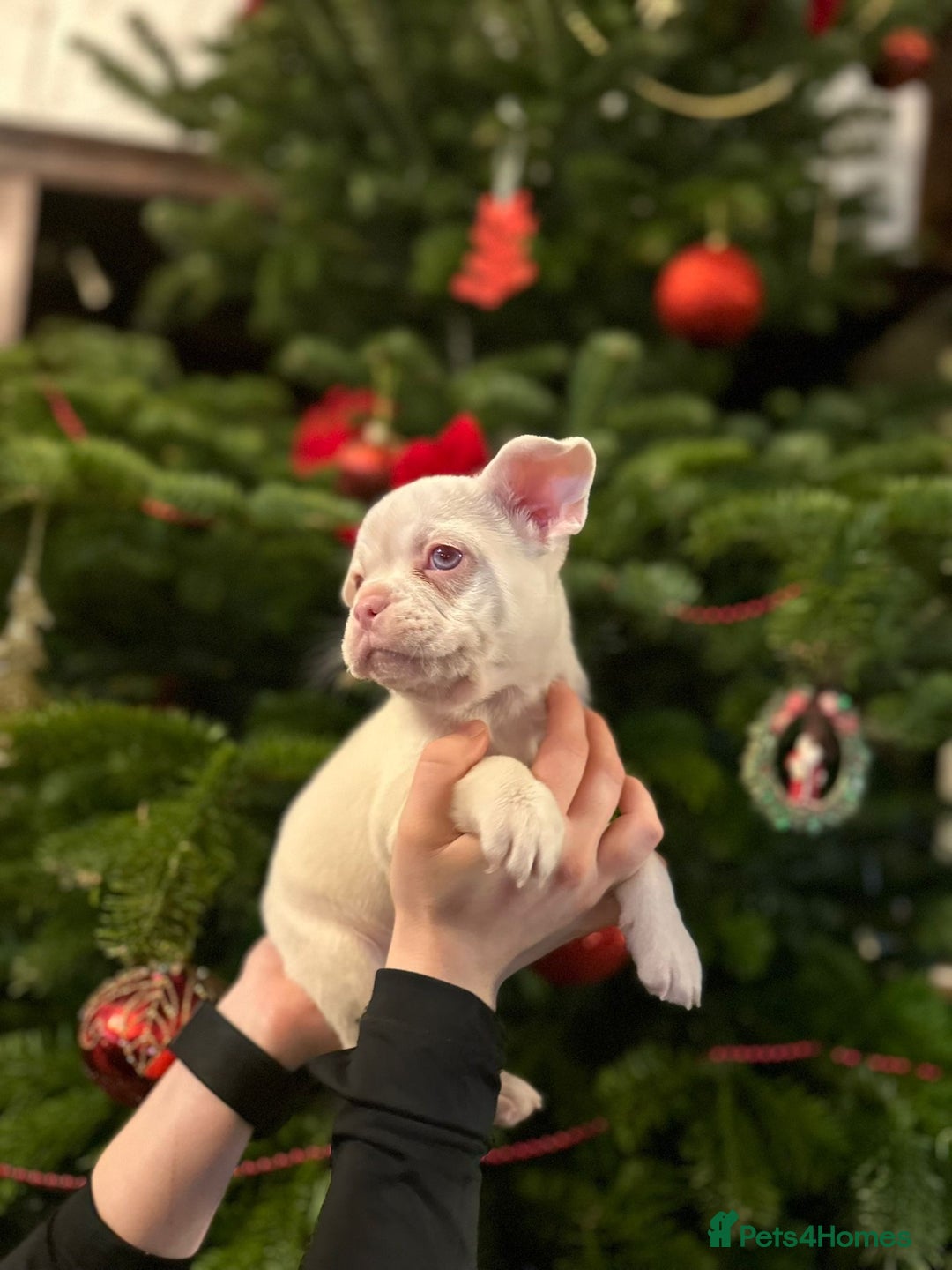 French Bulldog dogs for sale: Chunky french bulldog - Advert 10