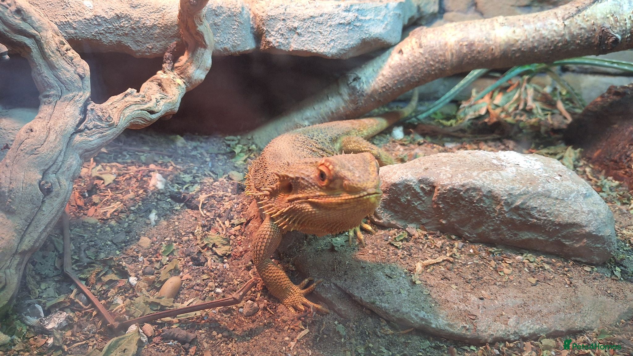 Bearded Dragon reptiles 2x female bearded dragons plus vivariums - Advert 1