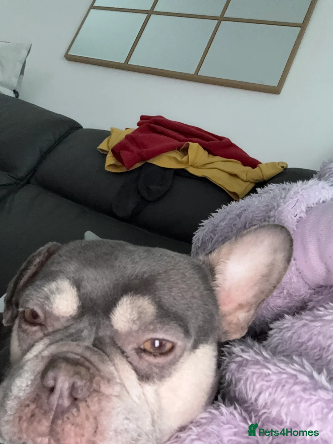 Mixed Breed dogs for sale: Beautiful we puppies  good homes only please  - Advert 6