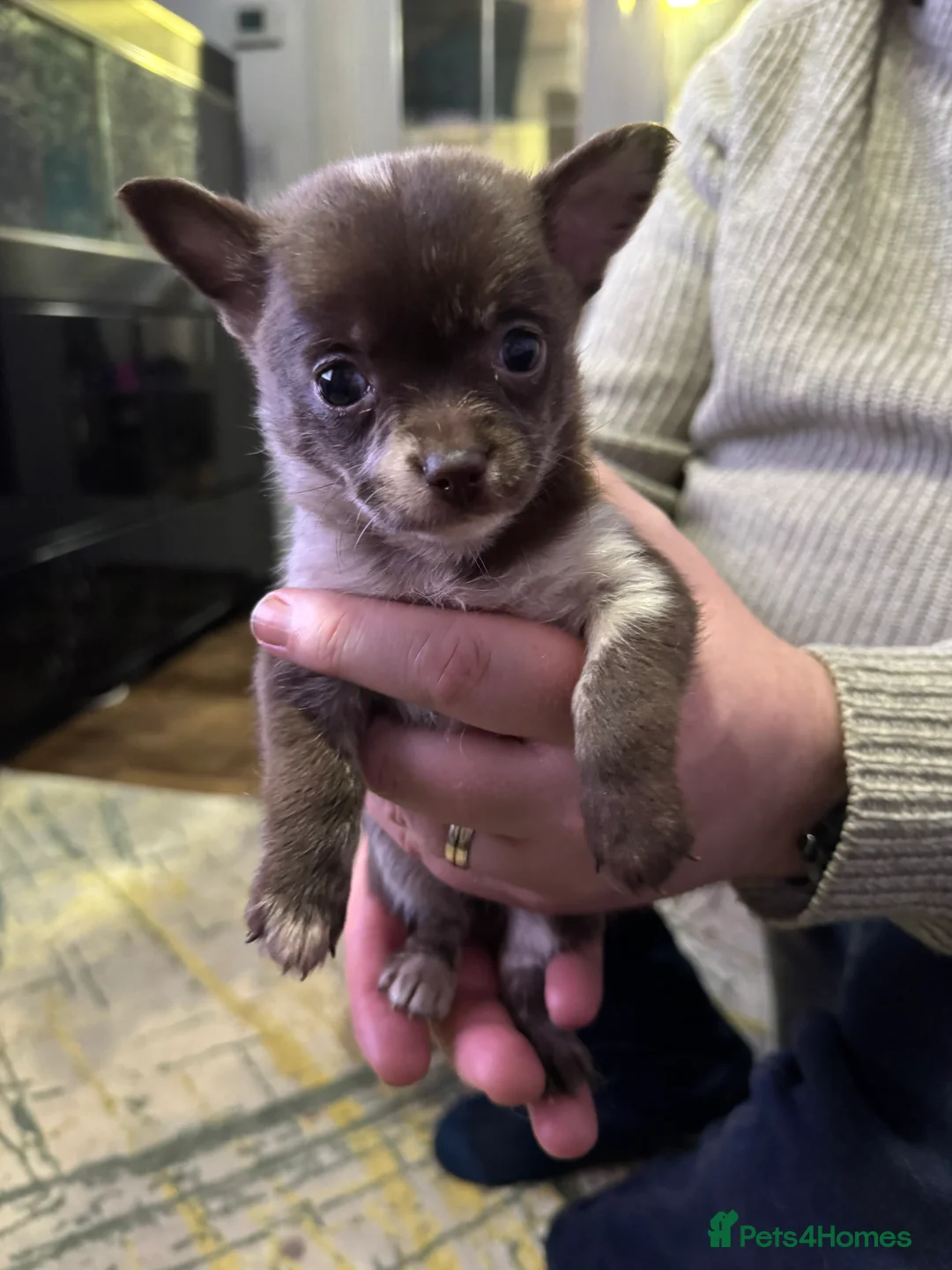 Pomchi dogs for sale: 4 Stunning Pomchi’s  - Advert 8