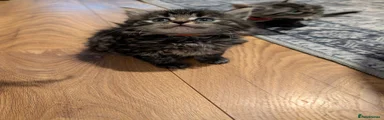 Bruiser