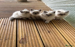 Persian cats for sale: 5 stunning Himalayan kittens  - Image 1