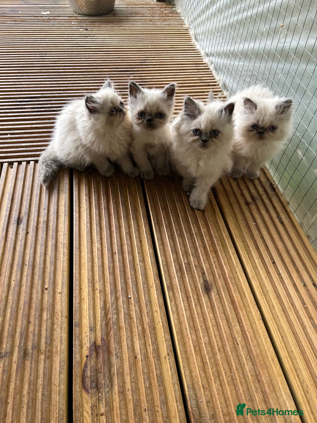 Persian cats for sale: 5 stunning Himalayan kittens  - Image 1