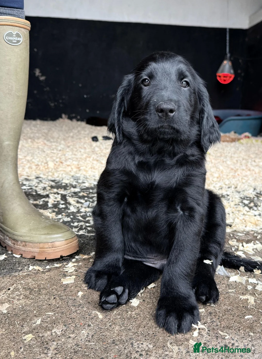 Flat coated Retriever dogs for sale: Stunning KC Reg Flatcoat Retriever puppies - Advert 2