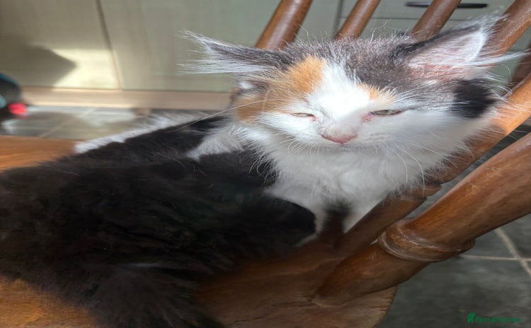 Mixed Breed cats - Advert 12