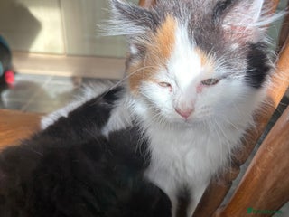 Mixed Breed cats - Advert 18