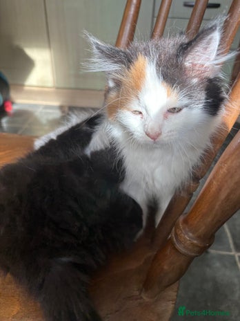 Mixed Breed cats - Advert 11