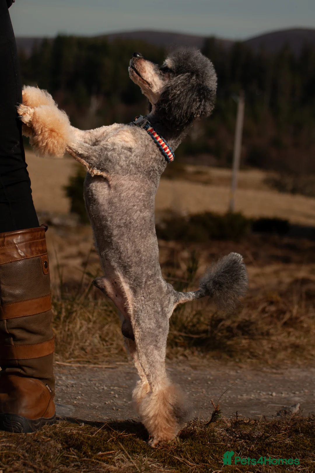 Toy Poodle dogs for stud: Phantom Toy poodle - Advert 5