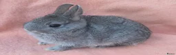 Mini Lop rabbits for sale:  Netherland dwarfs and lion heads - Advert 8