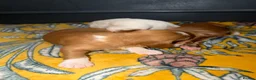 Australian Labradoodle dogs for sale: Exceptional Australian Labradoodles - Advert 14