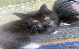 Mixed Breed cats for sale: For sale - Image 6