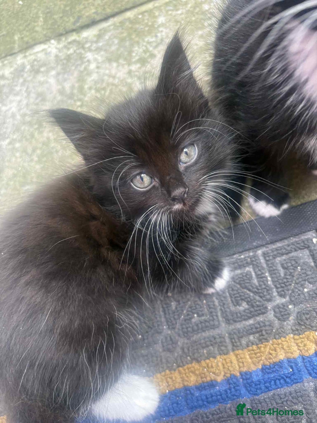 Mixed Breed cats for sale: For sale - Image 6