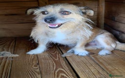Mixed Breed dogs for adoption: Charlotte approx 6 yr old. Available for adoption. - Image 3