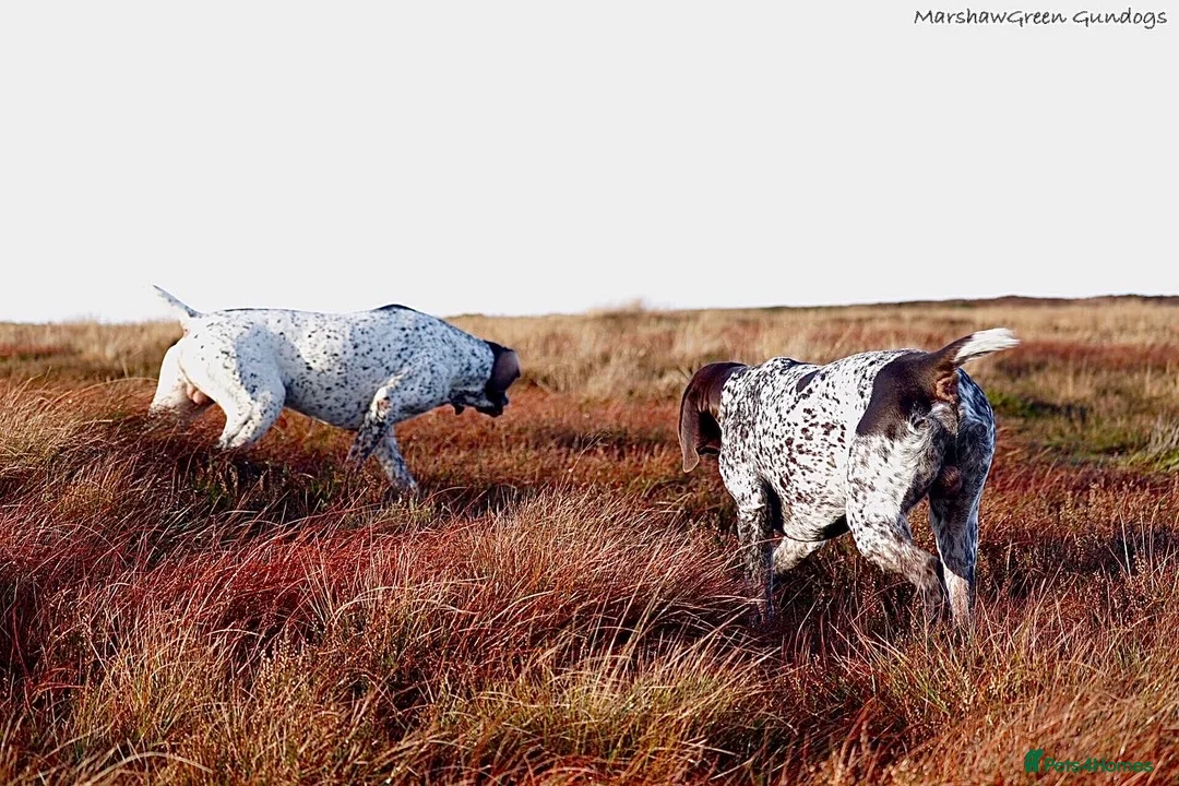 German Shorthaired Pointer dogs for stud: Outstanding example of a working Gsp in Lancaster - Advert 6