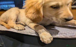 Golden Retriever dogs for sale: Fully vaccinated KC registered golden retriever  - Image 9