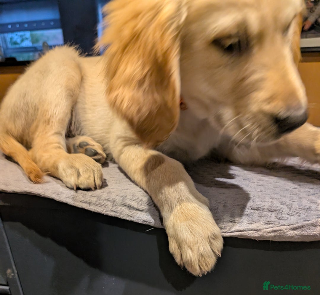 Golden Retriever dogs for sale: Fully vaccinated KC registered golden retriever  - Image 9