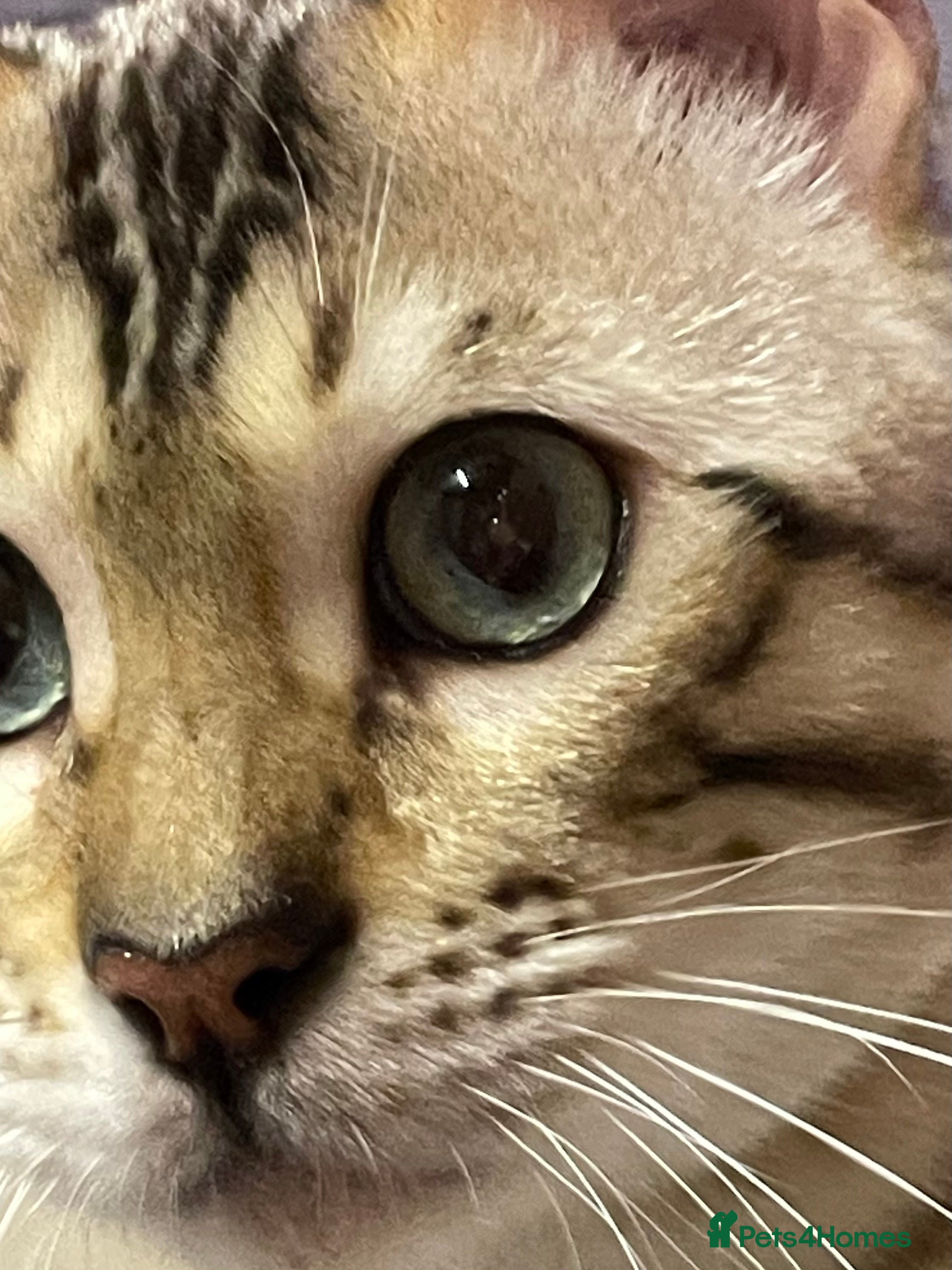 Bengal cats Bengal boy - Advert 1