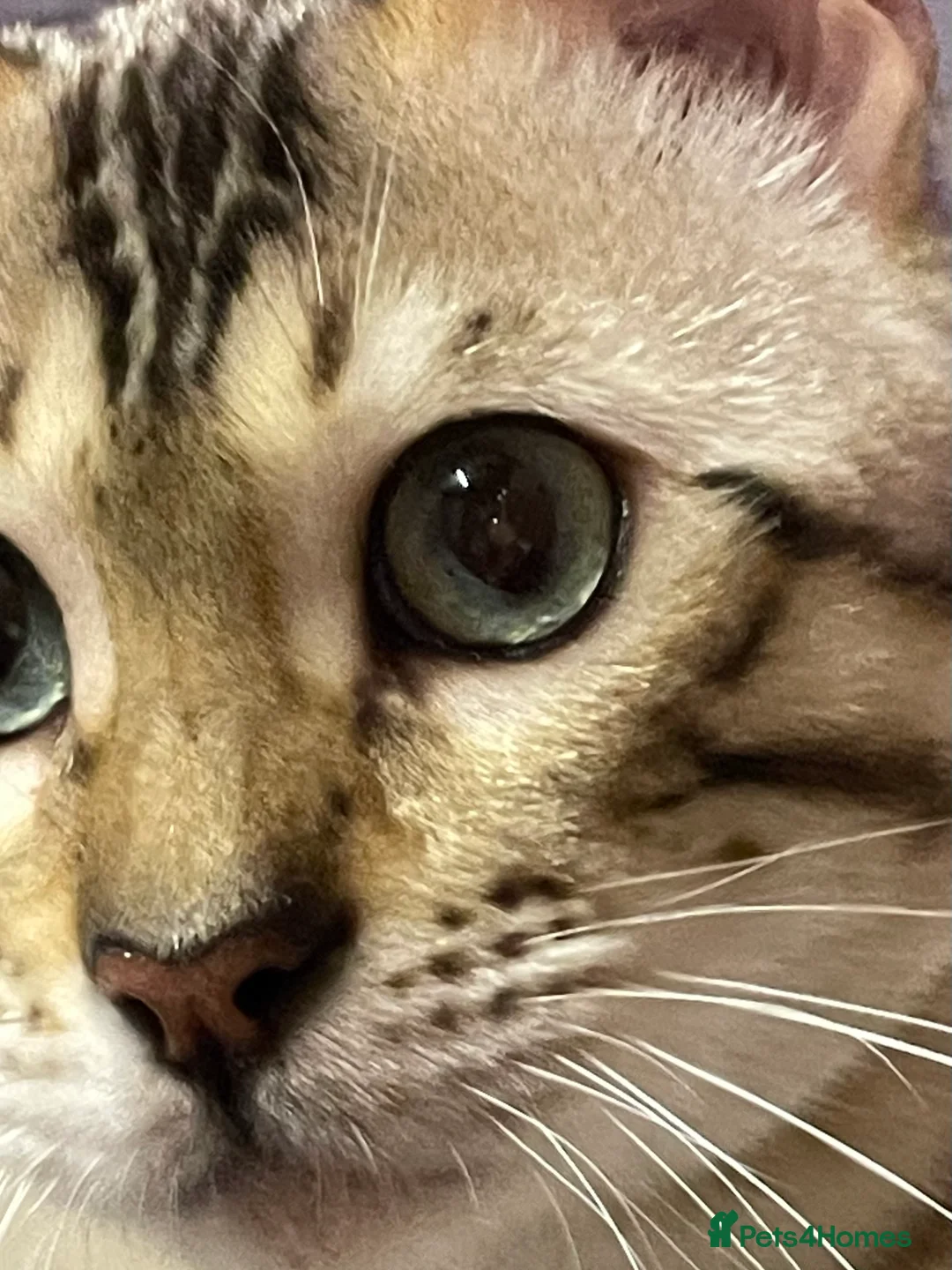 Bengal cats for sale: Bengal boy - Advert 5