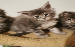Maine Coon cats for sale: Full pedigree Maine Coon kittens for sale  - Advert 11