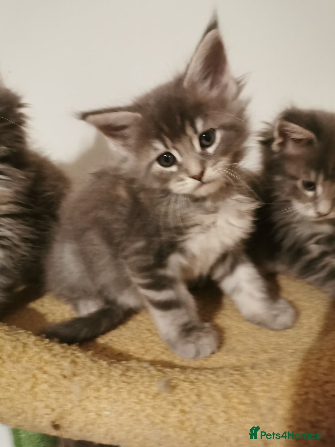 Maine Coon cats for sale: Full pedigree Maine Coon kittens for sale  - Advert 11