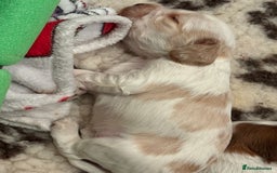 Cocker Spaniel dogs for sale: Kc registered show type cocker spaniel puppies - Image 14