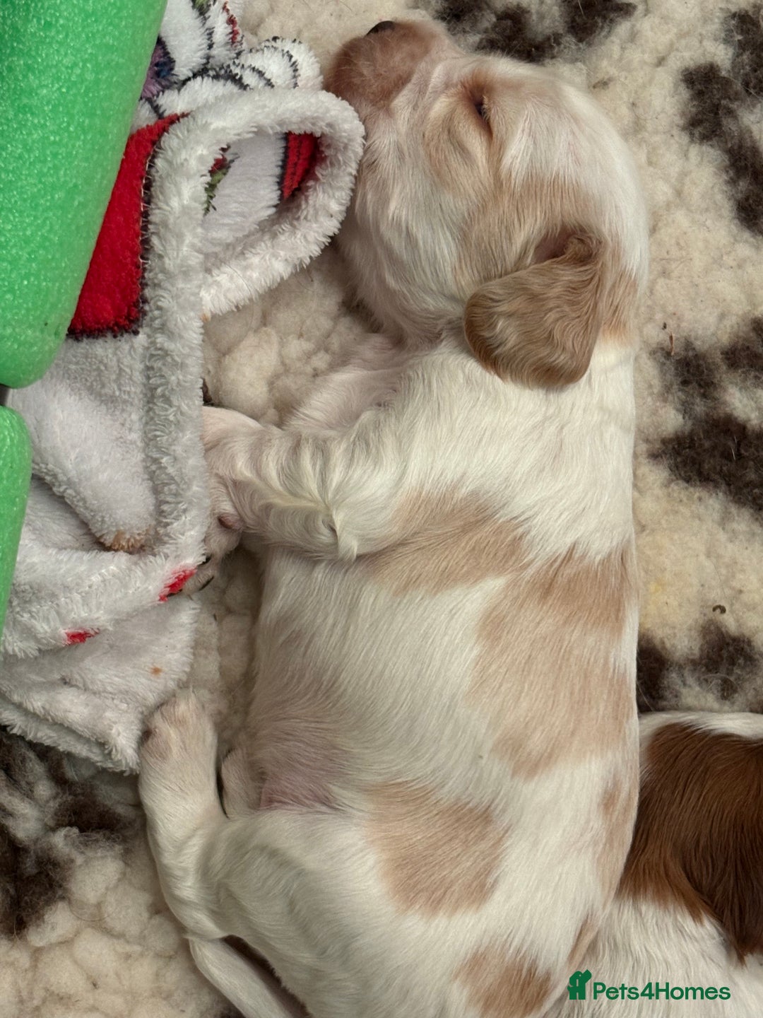 Cocker Spaniel dogs for sale: Kc registered show type cocker spaniel puppies - Image 14