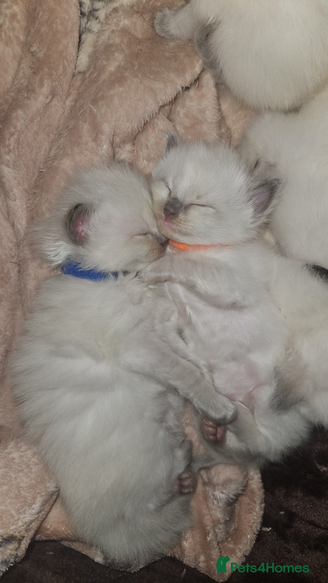 Ragdoll cats Ragdoll kittens 😸  - Advert 18
