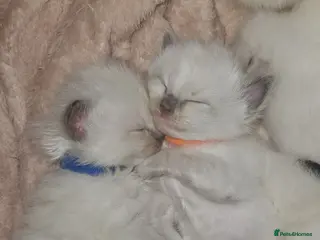 Ragdoll cats Ragdoll kittens 😸 - Advert 18