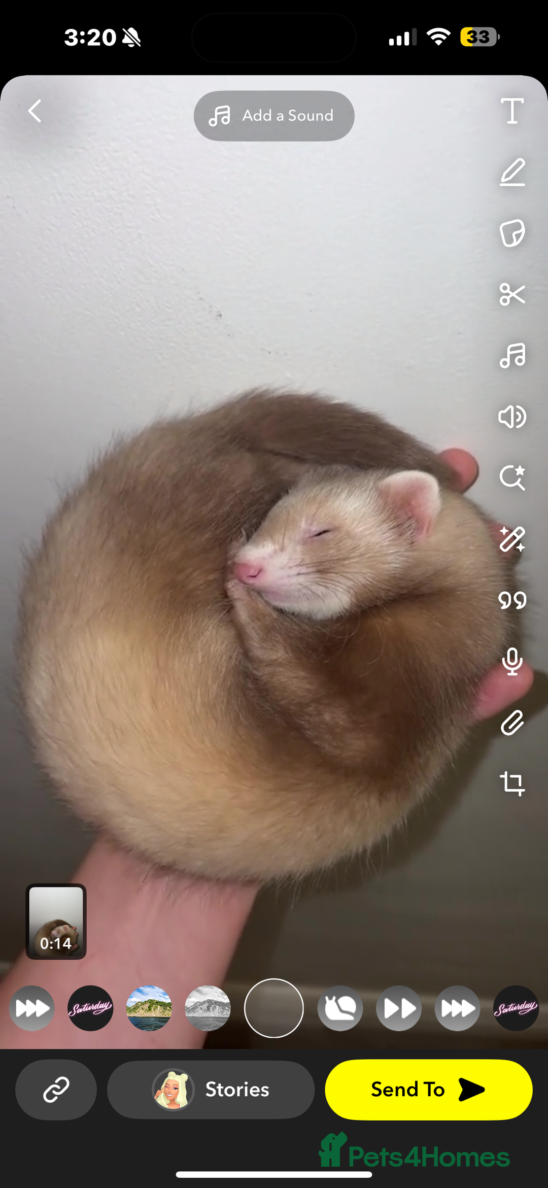 Ferret rodents for sale: 2 Ferret Jills 4 months old  - Advert 10