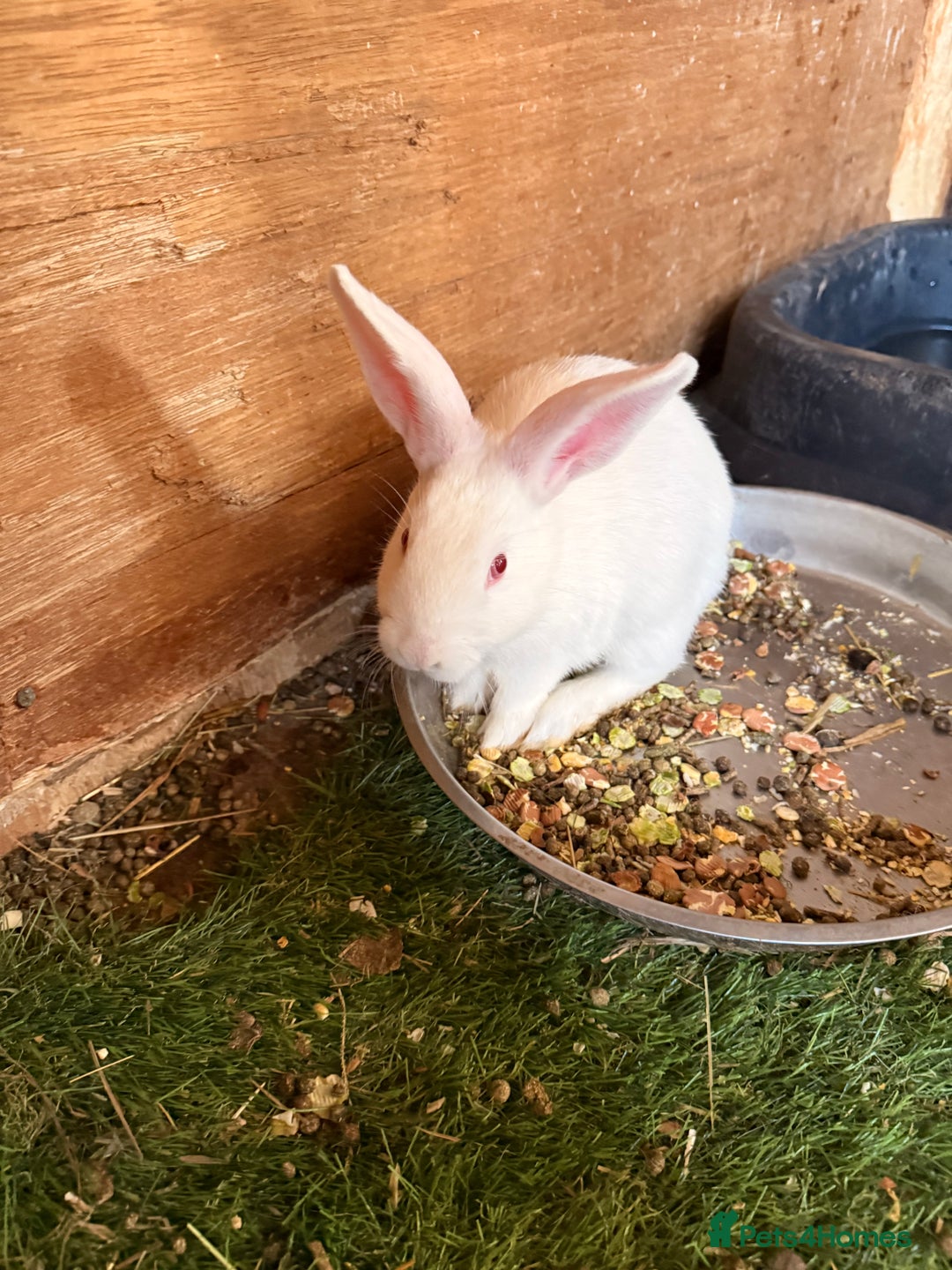 New Zealand rabbits for sale: Newzealand baby rabbits - Image 4