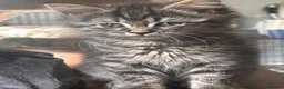 Mixed Breed cats for sale: Reduced last 2 females ragdoll x maincoon  - Advert 9