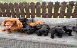Cocker Spaniel dogs for sale: Cocker spaniel puppies🐶 - Image 5