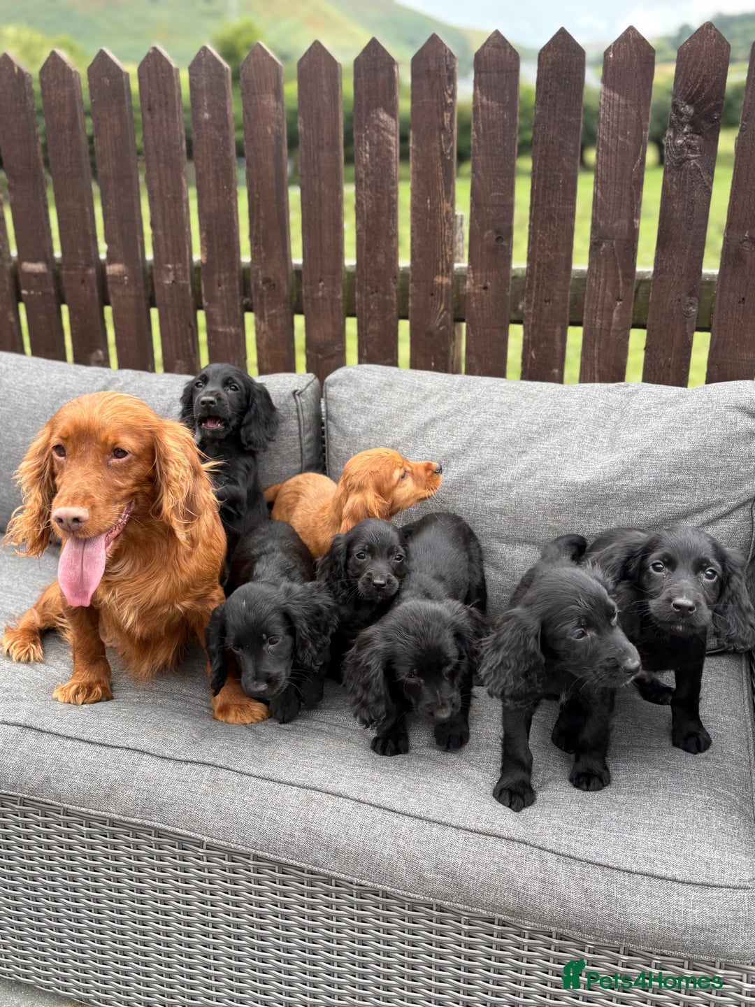 Cocker Spaniel dogs for sale: Cocker spaniel puppies🐶 - Image 5