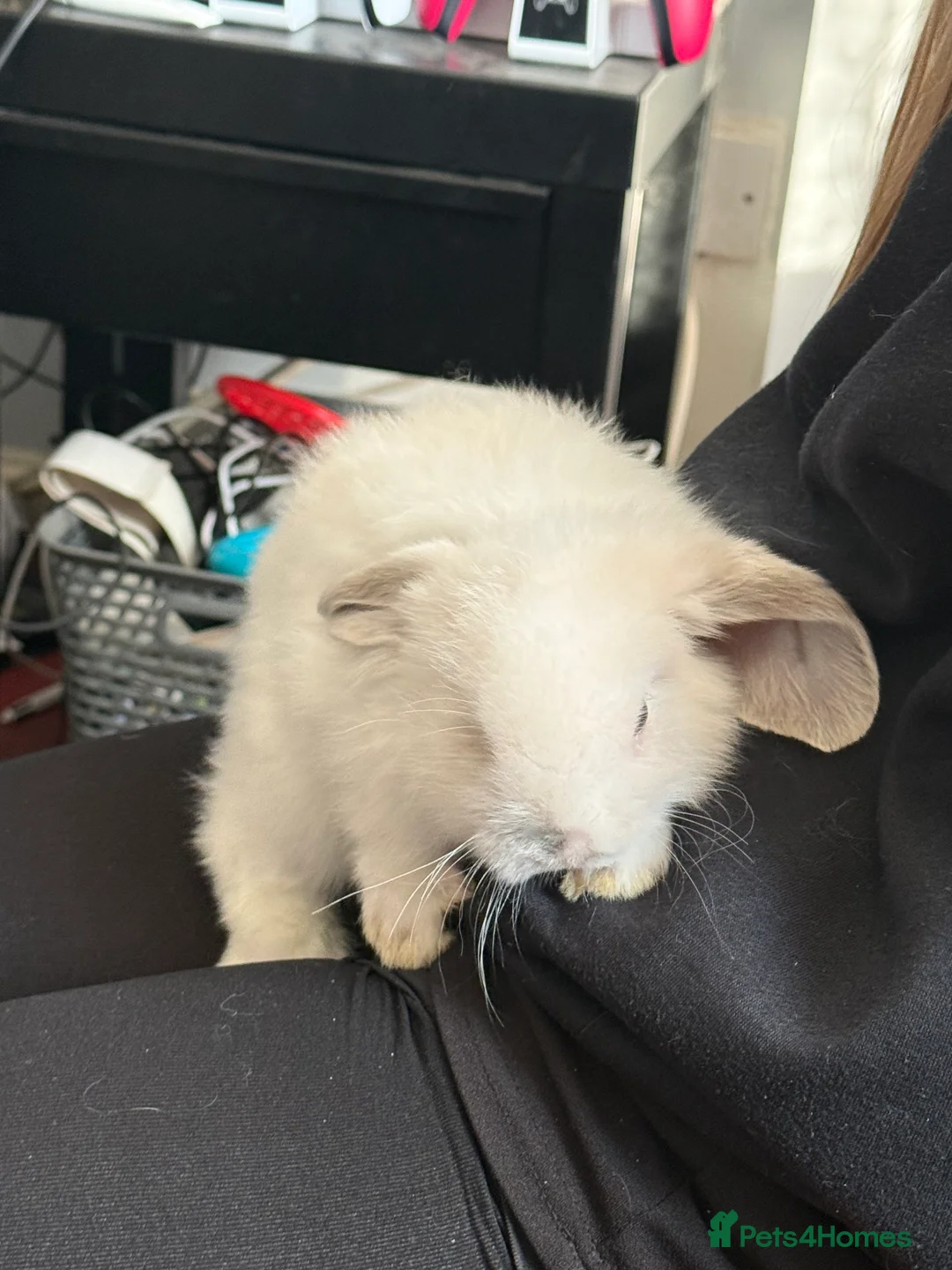 Mini Lop rabbits for sale: Mini lops  - Advert 1
