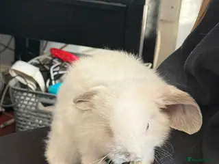 Mini Lop rabbits Mini lops - Advert 1