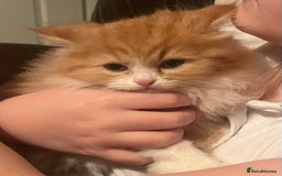 RagaMuffin cats for sale: Gorgeous long haired female  - Image 10