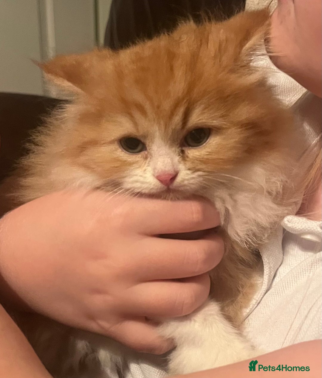 RagaMuffin cats for sale: Gorgeous long haired female  - Image 10